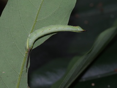 Marumba cristata bukaiana