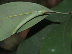 Marumba cristata bukaiana