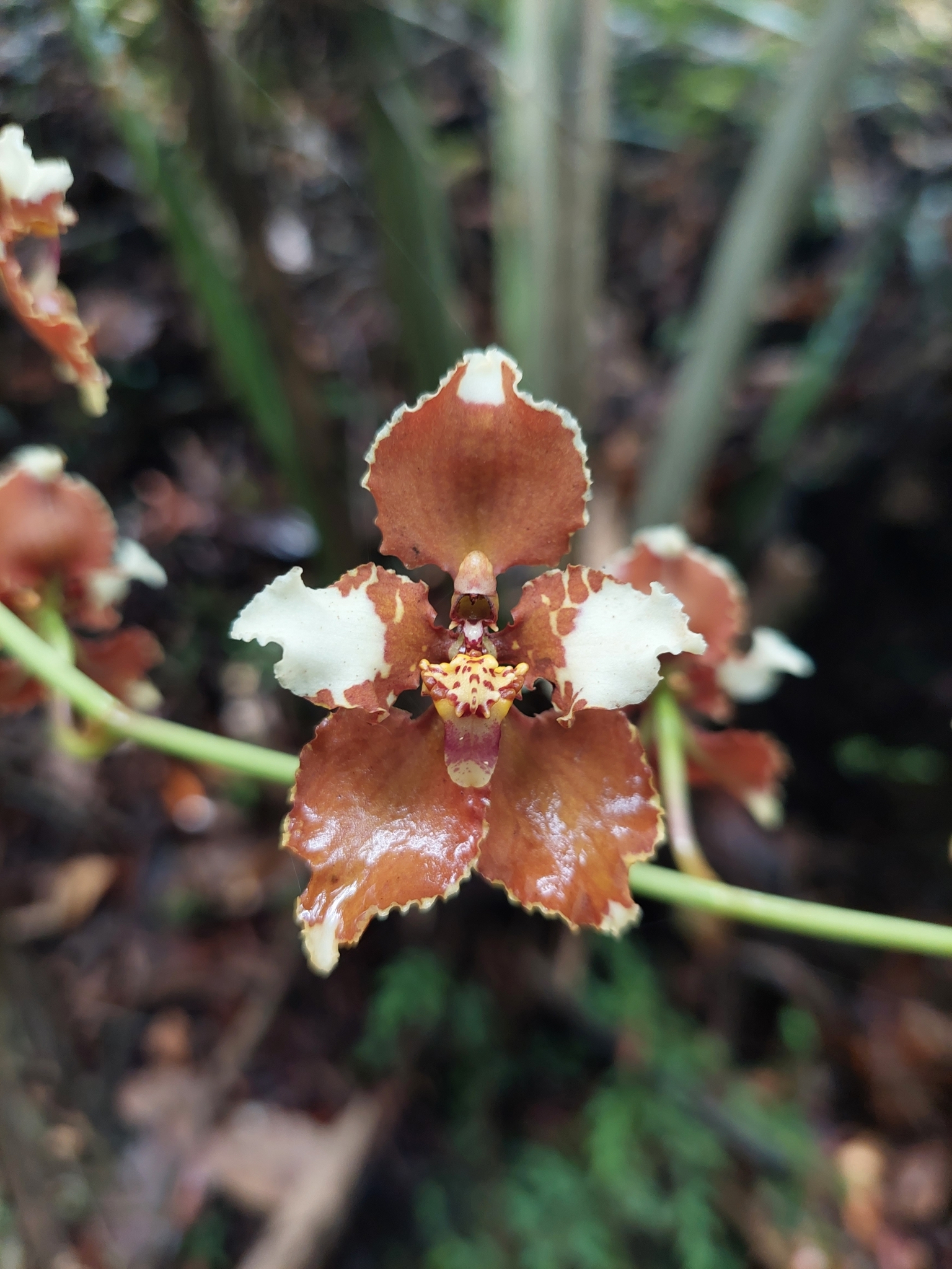 Cyrtochilum undulatum (Rchb.f.) Dalström 4