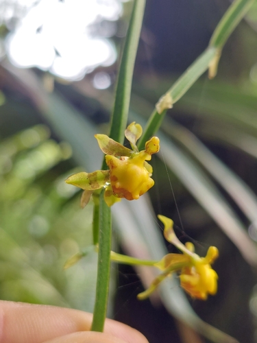 Image of Cyrtochilum meirax by (c) Daniel Mesa, some rights reserved (CC BY)