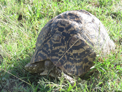 Stigmochelys pardalis