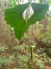 Anthurium bogotense