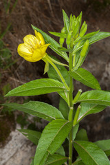 Oenothera chicaginensis