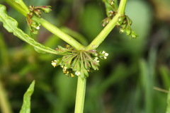 Rumex flexuosus