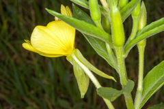 Oenothera chicaginensis