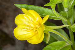 Oenothera chicaginensis