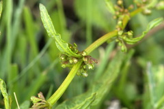 Rumex flexuosus