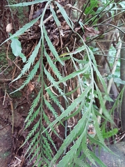 Asplenium flaccidum flaccidum