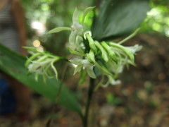 Corymborkis veratrifolia