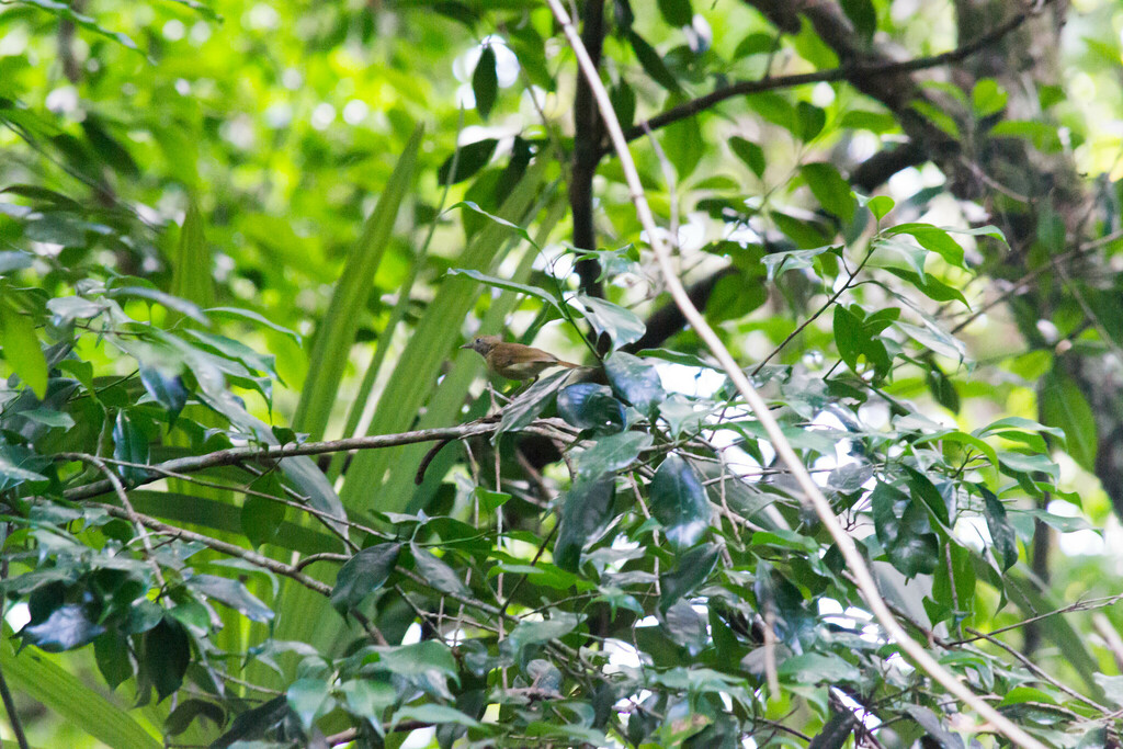 Tawny-crowned Greenlet from Othón P. Blanco, Q.R., México on August 16 ...