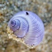 Dwarf Violet Snail - Photo (c) Andrew Spurgeon, some rights reserved (CC BY-NC), uploaded by Andrew Spurgeon