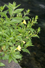 Oenothera chicaginensis