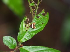 Choreutis xanthogramma