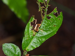 Choreutis xanthogramma