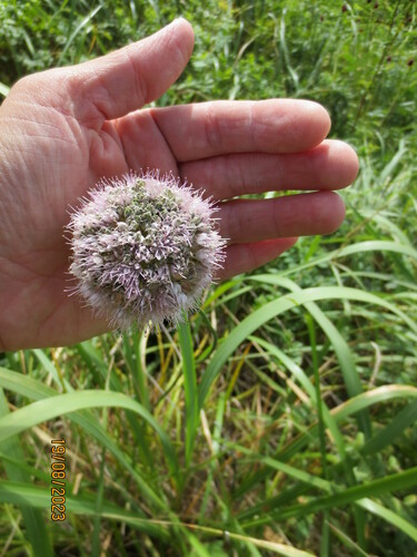 Allium splendens iNat (3)
