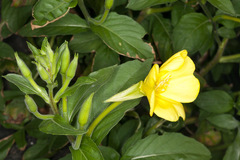 Oenothera chicaginensis