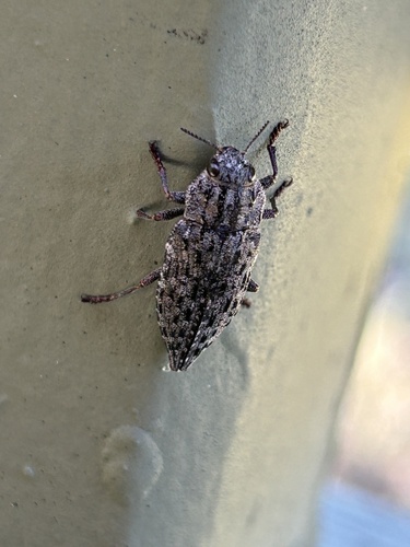 Dark Jewel Beetle photo 4