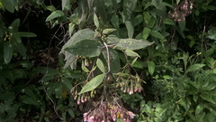 Aristeguietia glutinosa