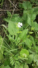 Stellaria recurvata