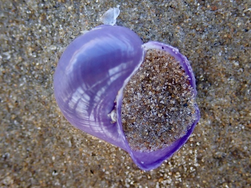 Violet Globe Snail