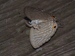 Jamides alecto dromicus