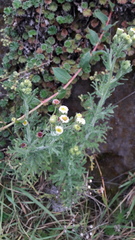 Erigeron apiculatus
