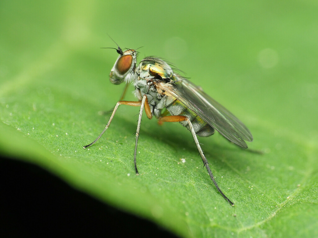 Rhaphium rotundiceps