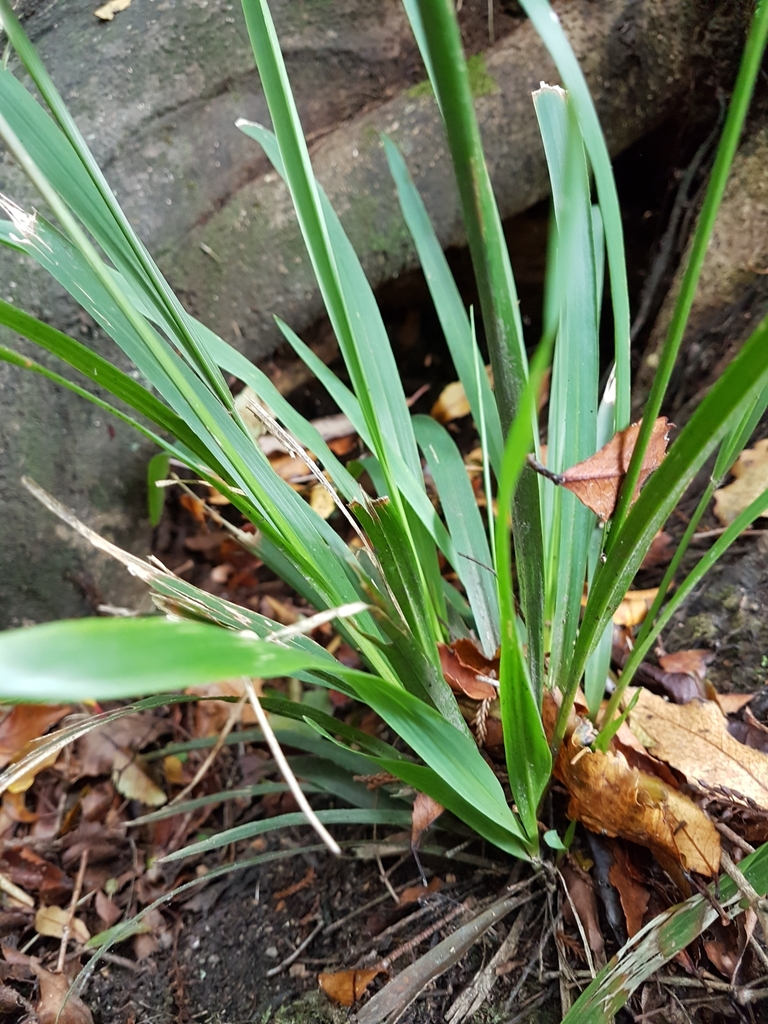 bush rice grass from Invercargill, NZ-SO, NZ on February 10, 2019 at 01 ...