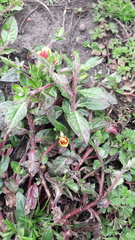 Oenothera epilobiifolia