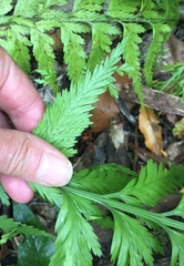 Asplenium bulbiferum x a flaccidum