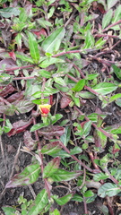 Oenothera epilobiifolia