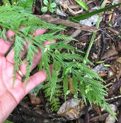 Asplenium bulbiferum x a flaccidum