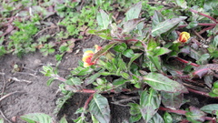 Oenothera epilobiifolia
