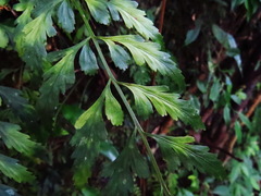 Asplenium cuneatiforme