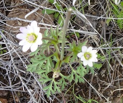 Anemone tuberosa