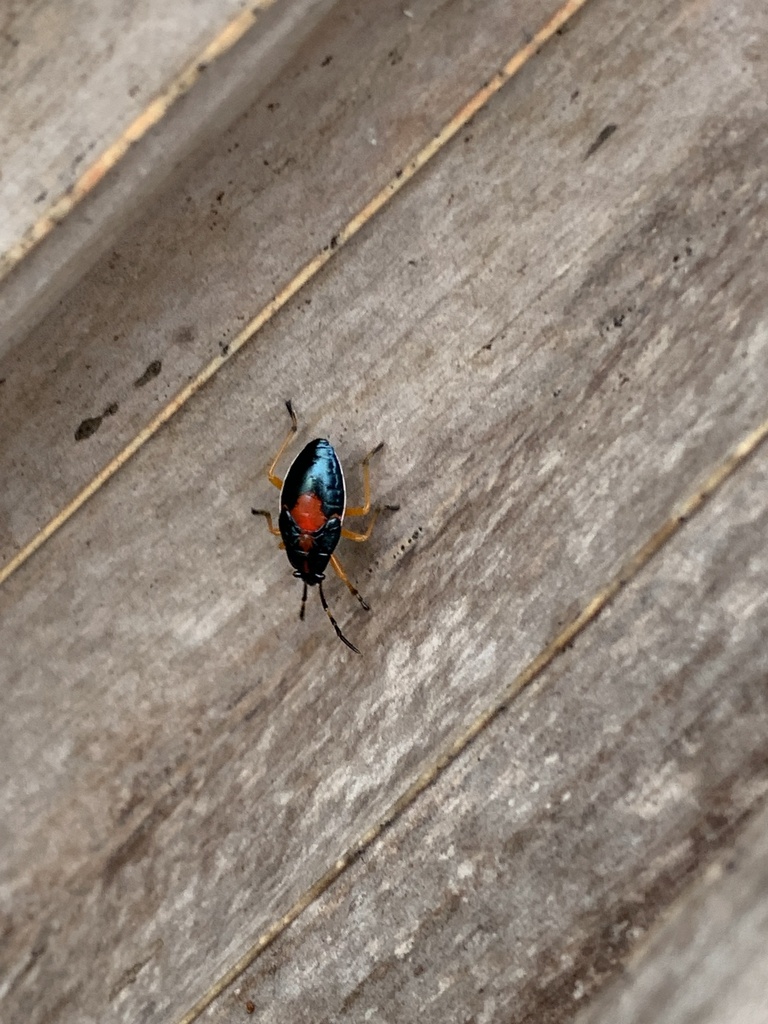 Eastern Bordered Plant Bug from Big Pine Key, Big Pine Key, FL, US on ...