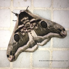 Saturnia pyretorum