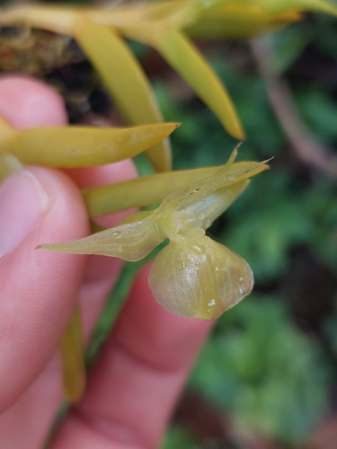 Epidendrum dentiferum, photograph 4