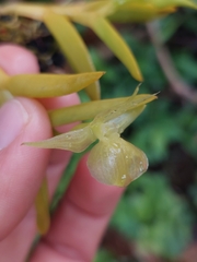 Epidendrum dentiferum, photograph Daniel Mesa, CC BY, iNaturalist via GBIF