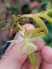 Epidendrum dentiferum, photograph Daniel Mesa, CC BY, iNaturalist via GBIF
