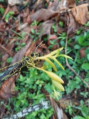Epidendrum dentiferum, photograph Daniel Mesa, CC BY, iNaturalist via GBIF