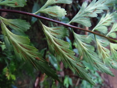 Asplenium cuneatiforme