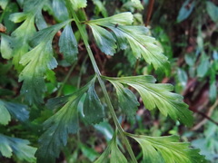 Asplenium cuneatiforme