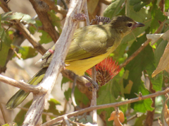 Chlorocichla flaviventris