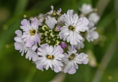 Dryopetalon runcinatum