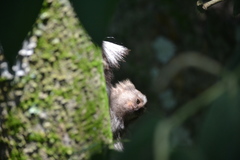 Callithrix jacchus × penicillata