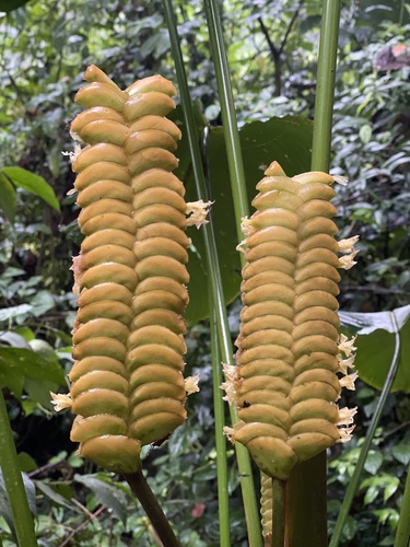 Rattlesnake plant (Calathea crotalifera)