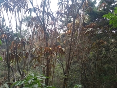 Sciodaphyllum trianae