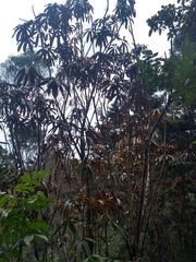 Sciodaphyllum trianae