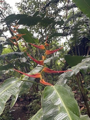 Heliconia latispatha image